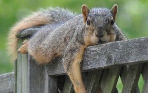 squirrel on the fence
