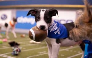 puppy-bowl-2020