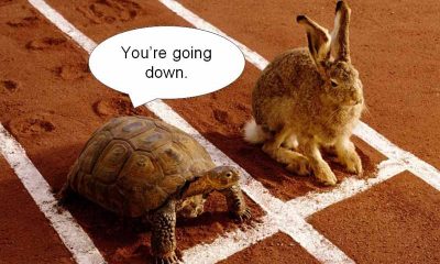 turtle-rabbit-race