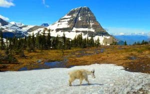 montana mountain goat