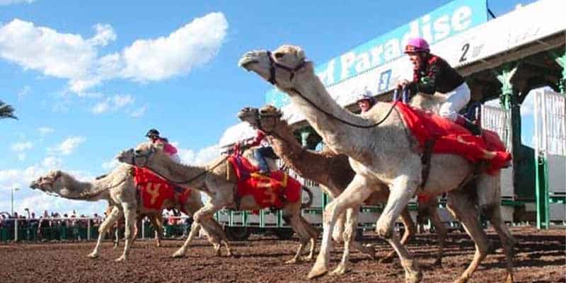 virtual camel racing