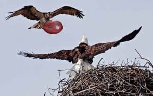an eagle and a seahawk fighting over a nest and a football
