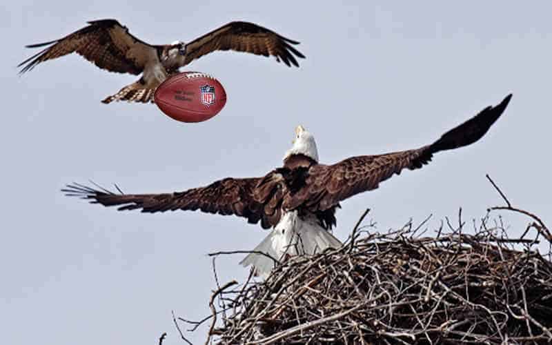 an eagle and a seahawk fighting over a nest and a football