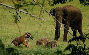 a tiger and an elephant in a field