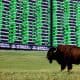 North Dakota sports betting looming over the horizon as a buffalo roams