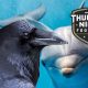 thursday night football betting odds ravens dolphins 2021