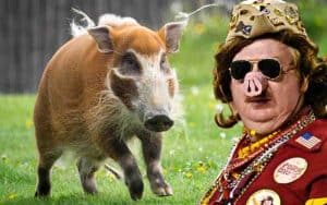 should the Washington Football Team become the RedHogs?
