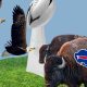 two eagles and two buffalo heading toward a Lombardi Trophy in a grassy field