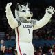 UConn Huskies mascot celebrating