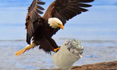 A bald eagle landing on the shore with a big bag of money