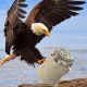 A bald eagle landing on the shore with a big bag of money