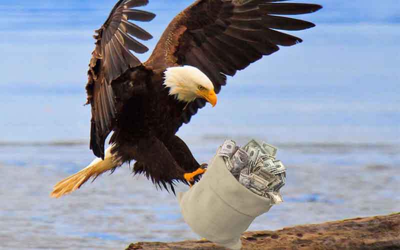 A bald eagle landing on the shore with a big bag of money