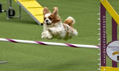 a dog jumping a hurdle at the Westminster Kennel Club Dog Show