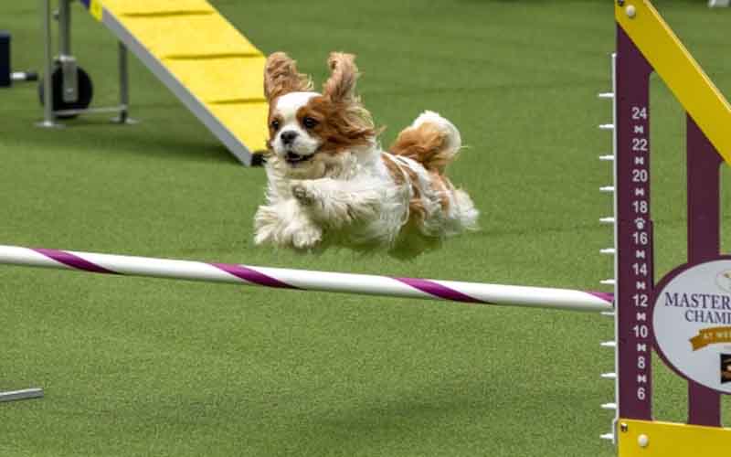 a dog jumping a hurdle at the Westminster Kennel Club Dog Show