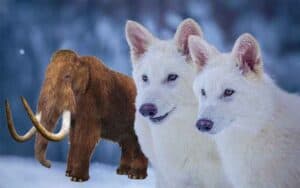 two dire wolves and a woolly mammoth in the background
