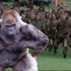 a silverback gorilla in front of an advancing legion