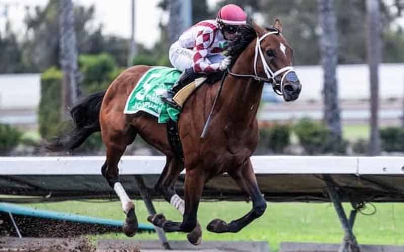 2025 Kentucky Derby odds leader Journalism racing