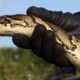 a python being held by a gloved hand