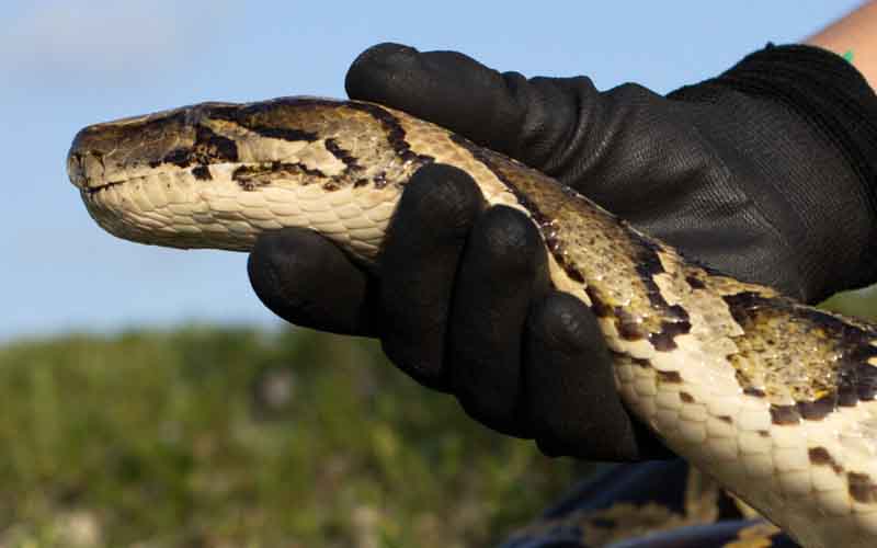 a python being held by a gloved hand