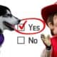 mascots for Nebraska and Washington next to a yes vote